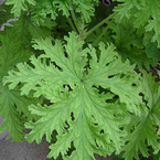Blätter eines Индрише (Geranium)